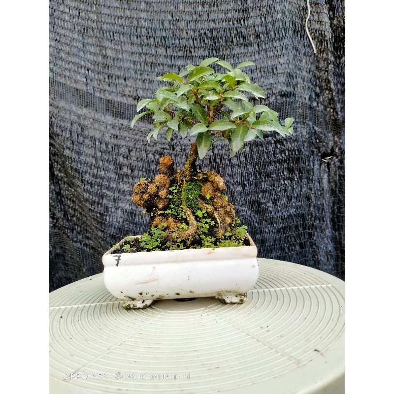 Bonsai Sakura Mikro On The Rock
