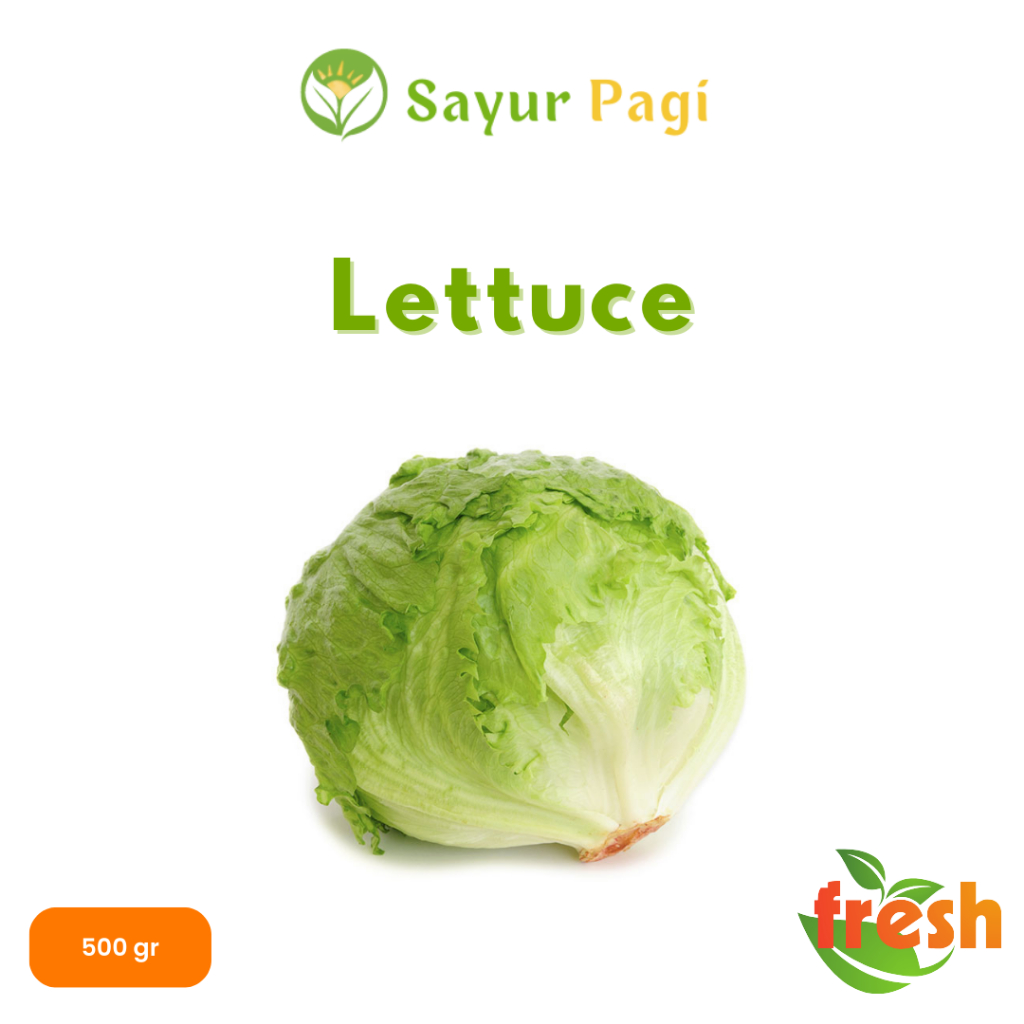 

Sayur Segar Lettuce - Sayur Pagi Online