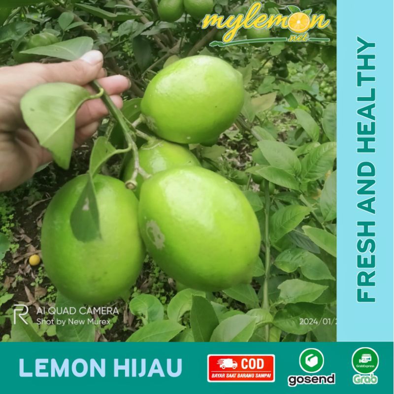 

Lemon California Hijau Fresh 1 kg / 1000 gram | [MYLEMON.NET]