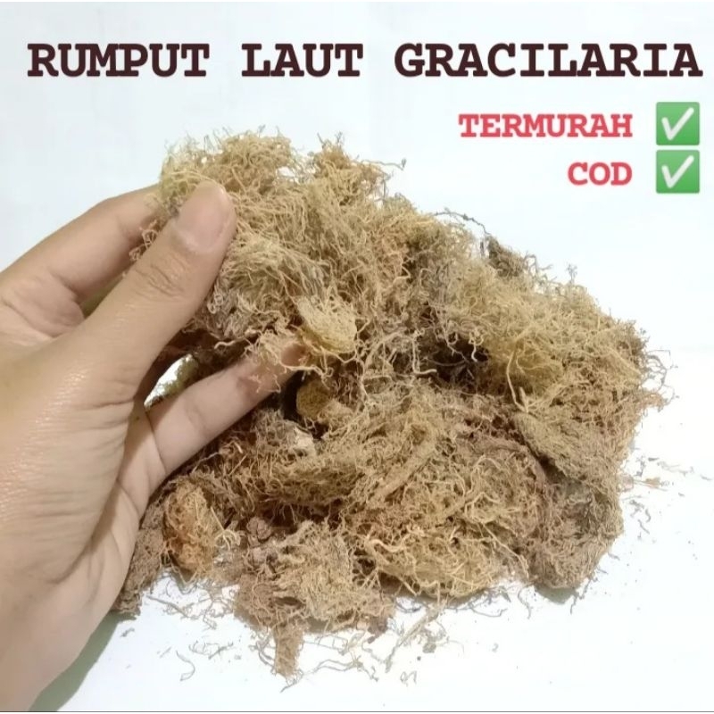 

Rumput Laut Gracilaria Rumput laut kering kemasan 250g