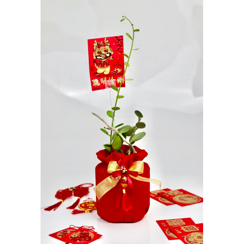 

Hampers Imlek Ngeboon CNY 2024 Tanaman Dolar Hoki Tanaman Hidup Unik Murah