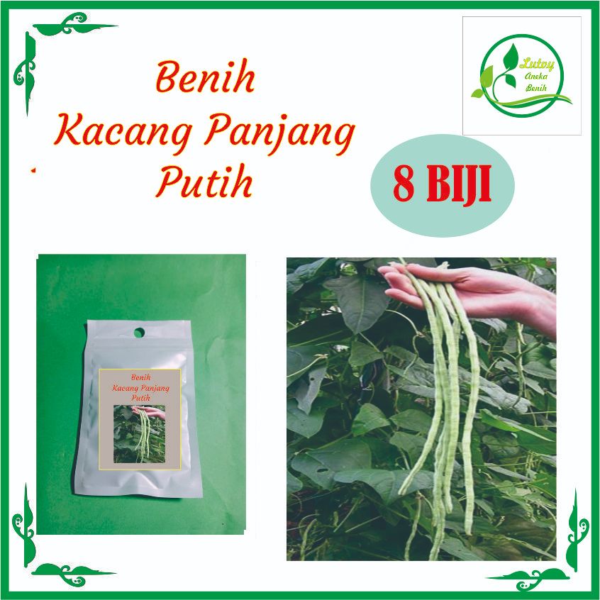 BENIH KACANG PANJANG PUTIH SI 8 BIJI