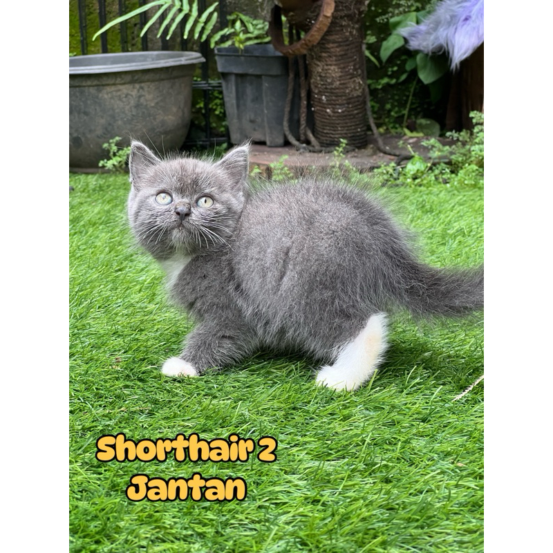 kucing british shorthair kawe jantan