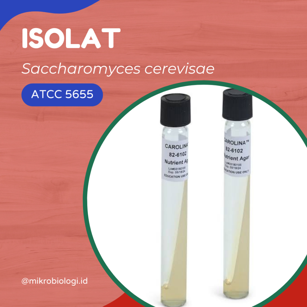 

Isolat Yeast Khamir Saccharomyces cerevisae