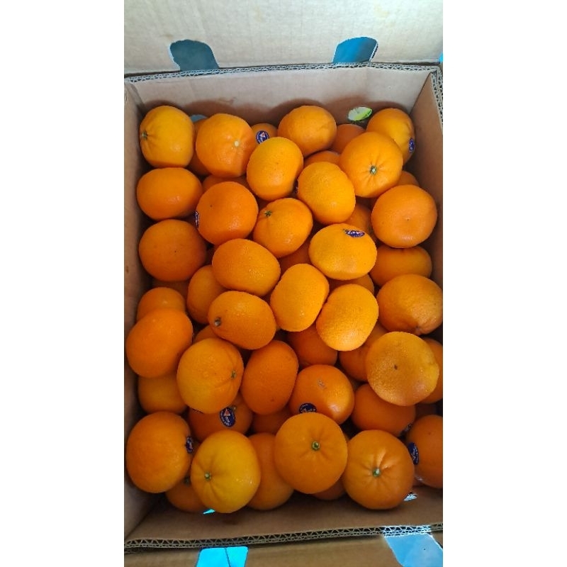 

jeruk mandarin perkg