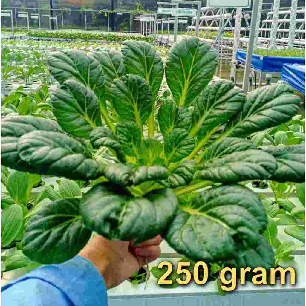 

Sayuran Sawi Pagoda Organik Organic Vegetables