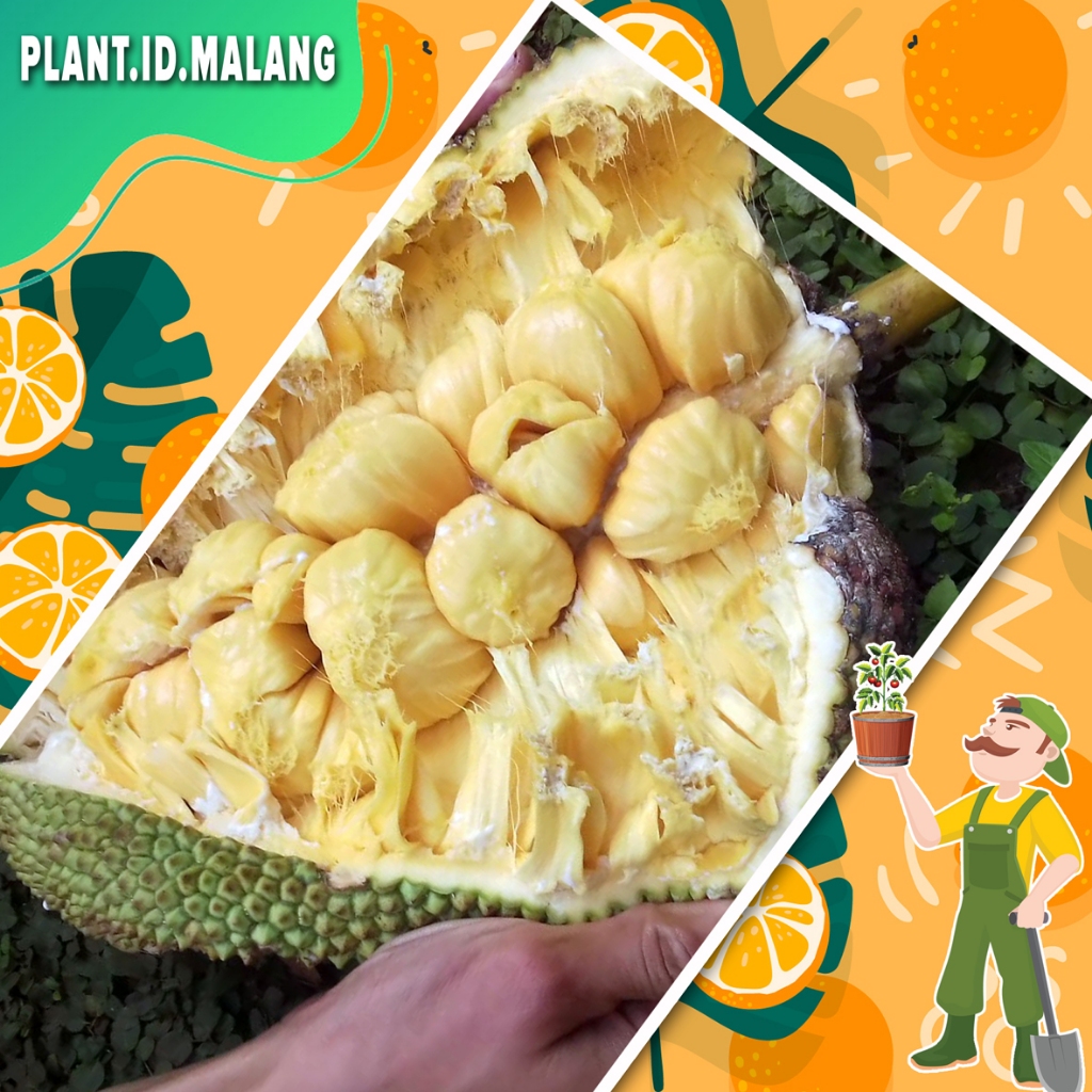 Tanaman Buah Cempedak King Asli Hasil Okulasi Cepat Berbuah