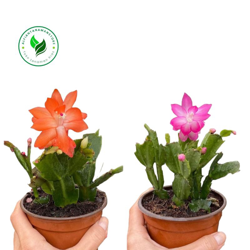 [PROMO PAKET] Hemat 2 Jenis Tanaman Hias Bunga Wijaya Kusuma Kepiting - Pohon Bunga Wijaya Kusuma Ke