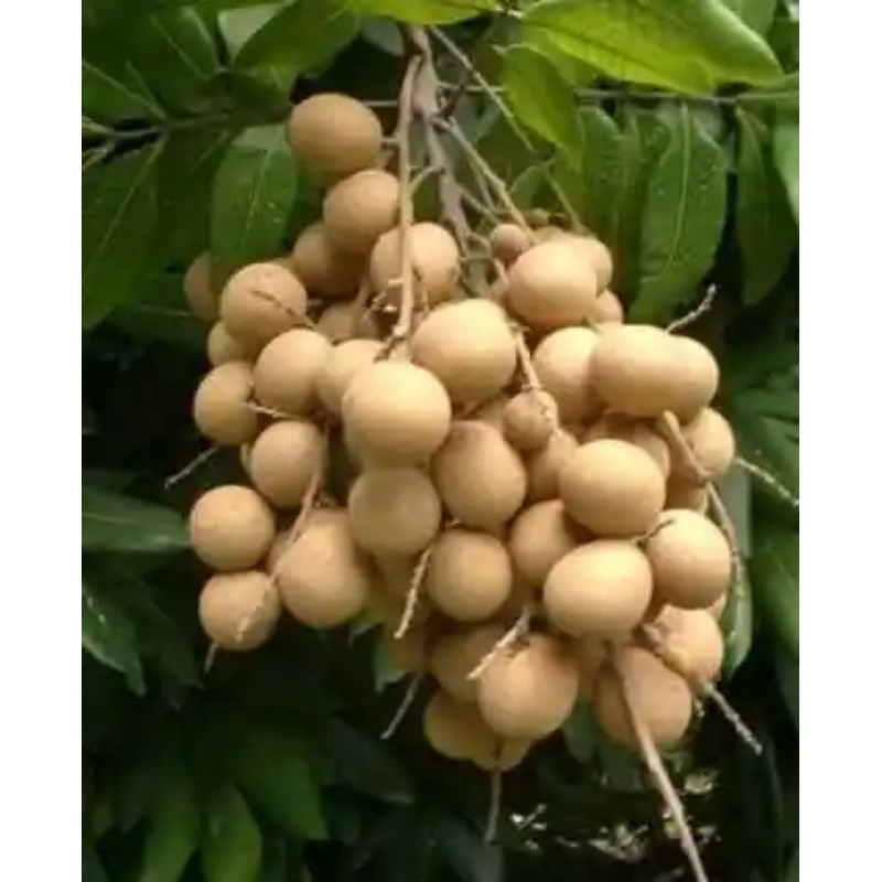 Bibit Kelengkeng Kateki / New Kristal / Kelengkeng Super