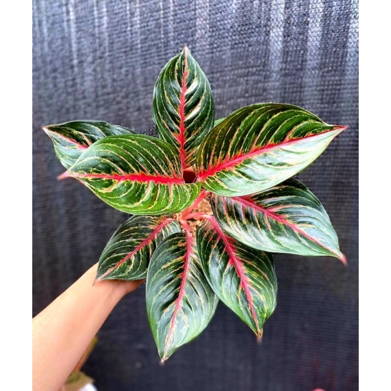 Tanaman Hias Aglonema Red Borju Bunga Hias Aglonema Aglaonema Red Borju Mutasi Merah Murah BUKAN BON