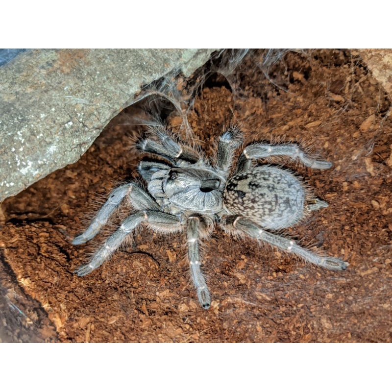 Tarantula Ceratogyrus darlingi