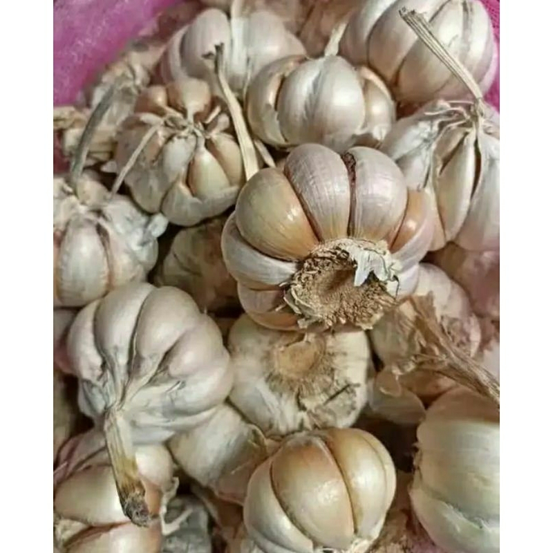 

bawang putih 1 kg
