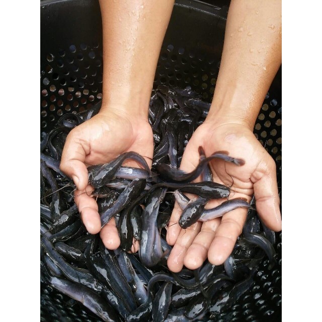 Bibit Ikan Lele Size 2 Inc Pakan Ikan Predator