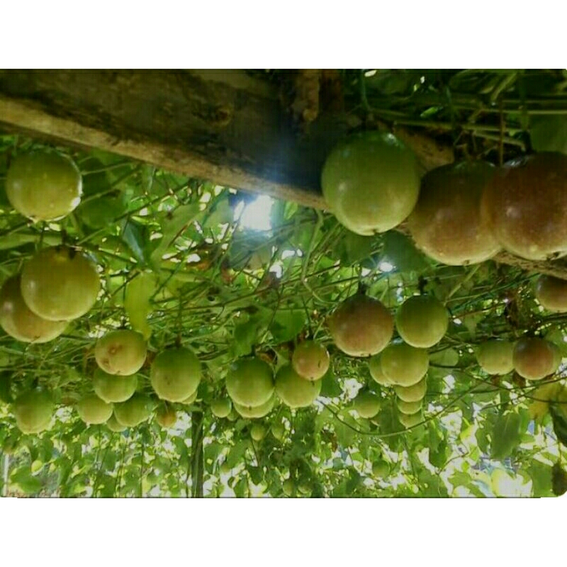 

buah markisa segaaar