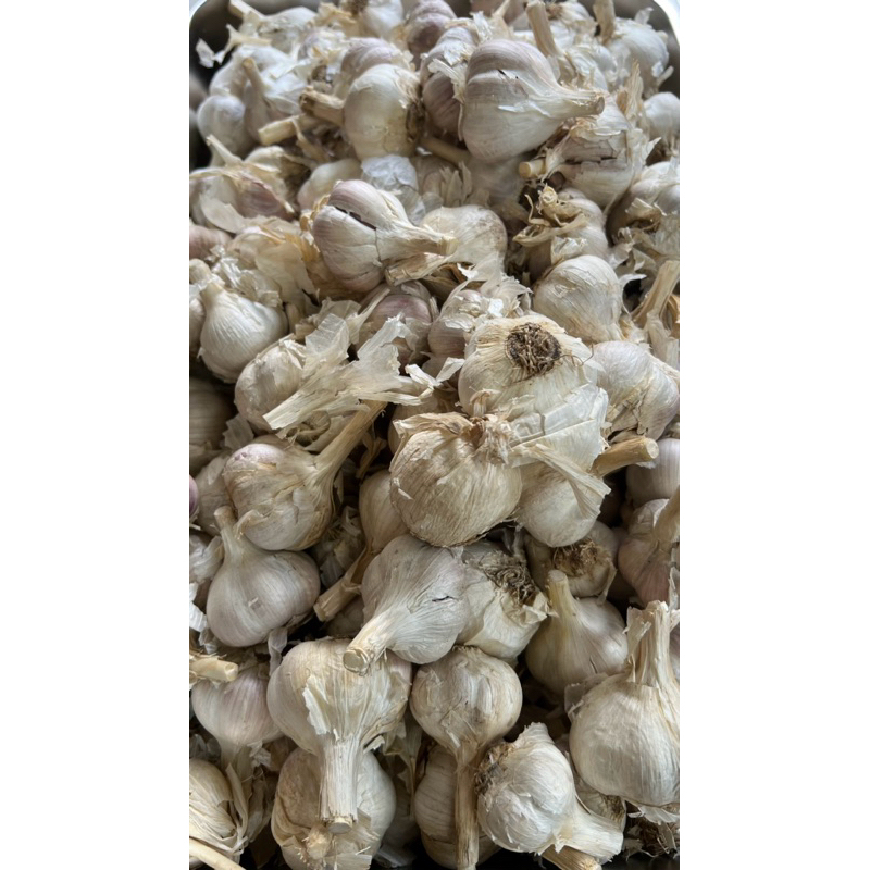 

Bawang Putih Kating Murah 1Kg