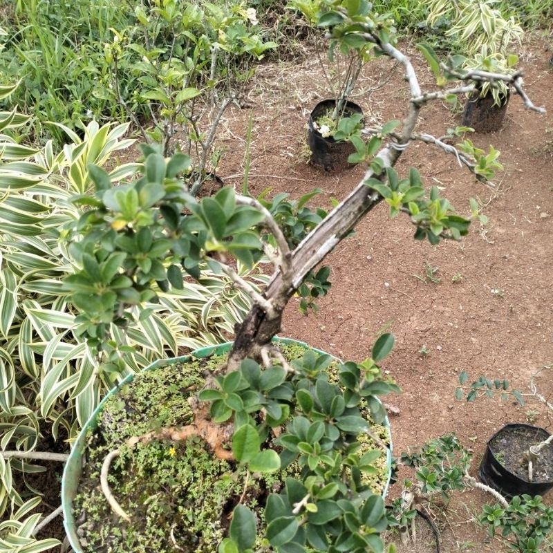 Tanaman Bonsai Kaliage Tanaman Hias Hidup