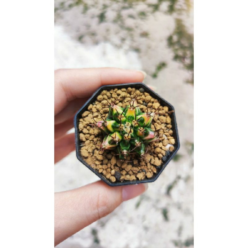 Kaktus Gymnocalycium Varigata GV1