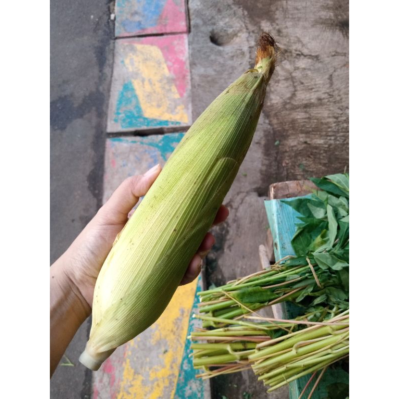 

jagung segar