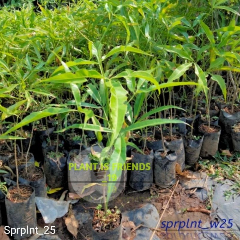 BIBIT CENDANA TANAMAN KAYU CENDANA NTT