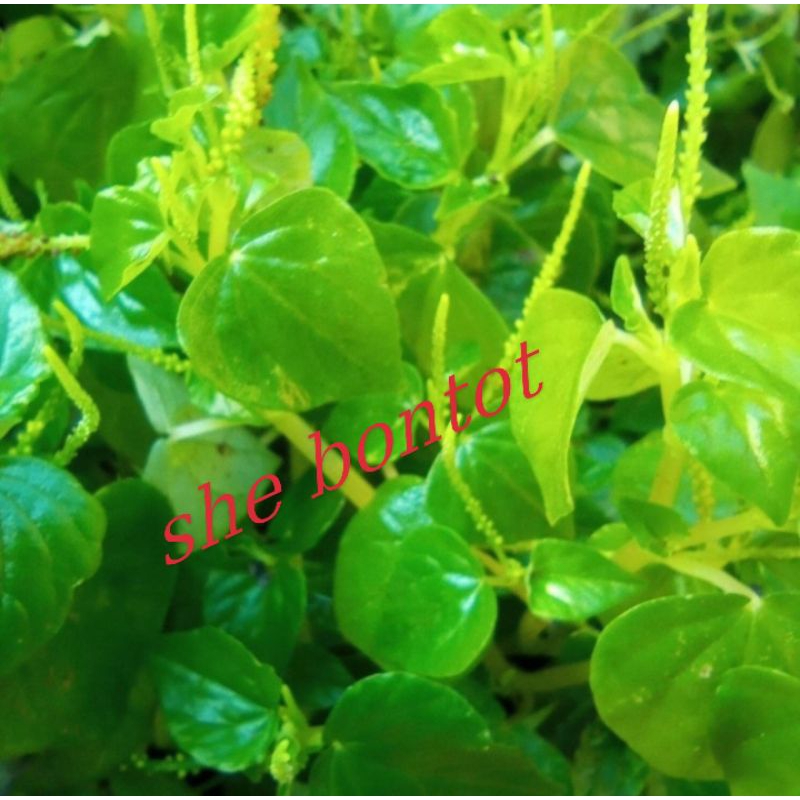 

daun sirih cina segar 500gram