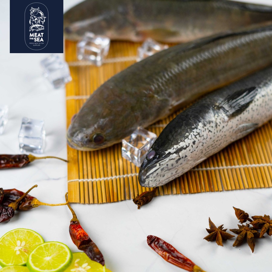 

Ikan Gabus Tawar ● Fresh Frozen - DIBERSIHKAN