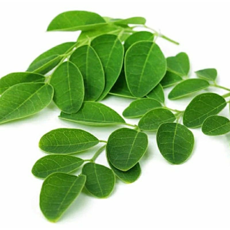 

Daun Kelor Segar, Organik Fresh, Free Pestisida