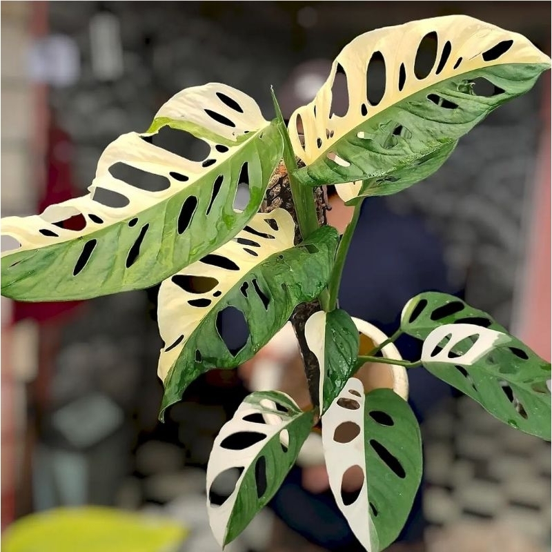 Tanaman Hias Andasoni Janda Bolong Variegata Tanaman janbol Jepang Variegata Andasoni Jepang 3-5,Dau