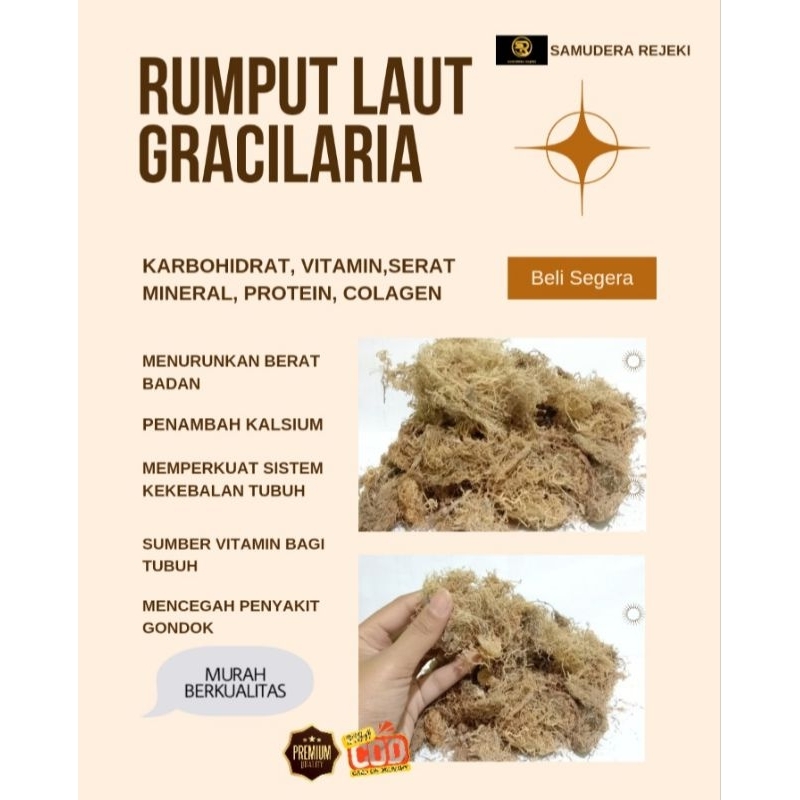 

Rumput Laut Gracilaria kemasan 100gram