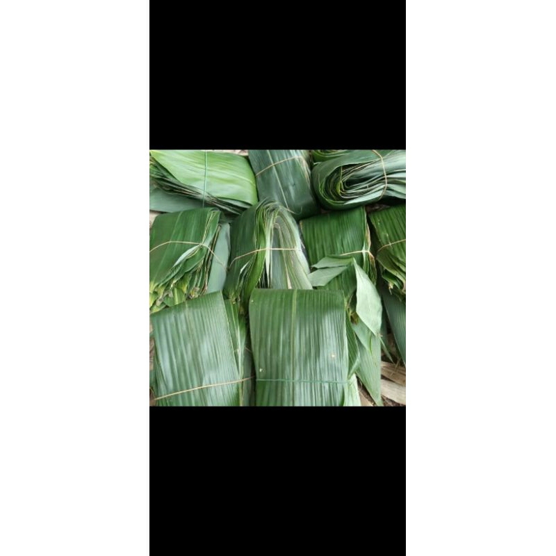 

Daun Bambu Hijau,Daun bambu buat bungkus bacang, daun bambu segar buat obat