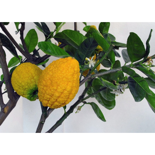 benih/biji/bibit buah jeruk sukade