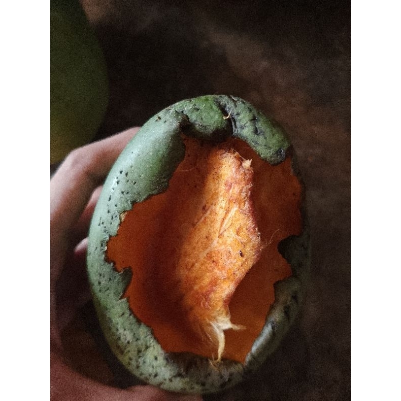

Mangga codotan lezat nikmat