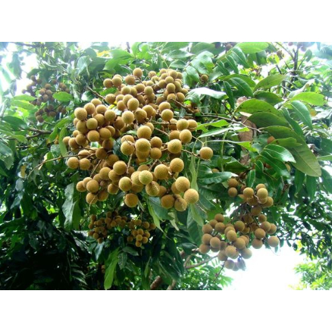 biji/benih/bibit buah kelengkeng bangkok