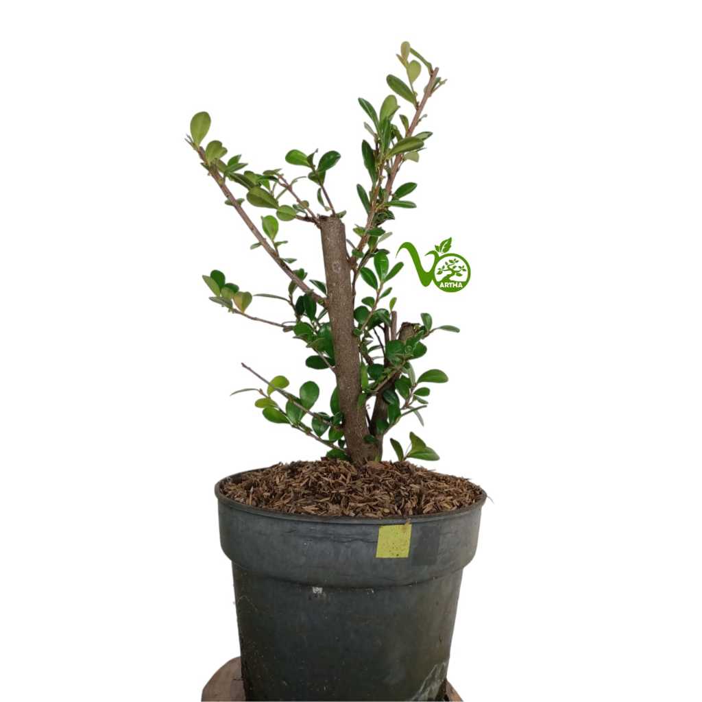 Bibit Bahan Bonsai Ohna (Maba buxifolia)