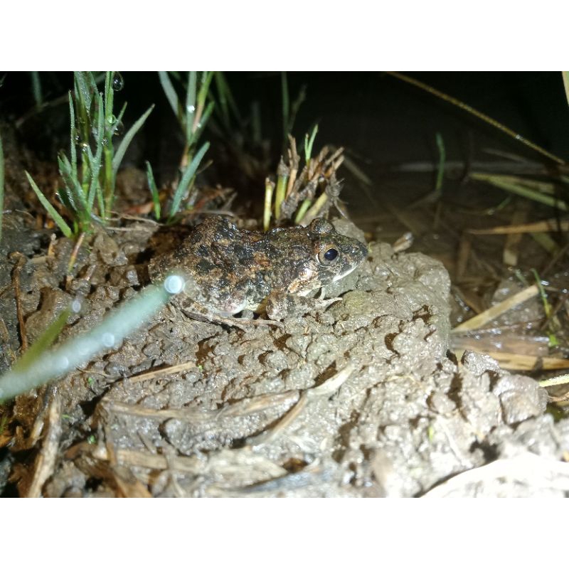 katak hidup buat pakan predator