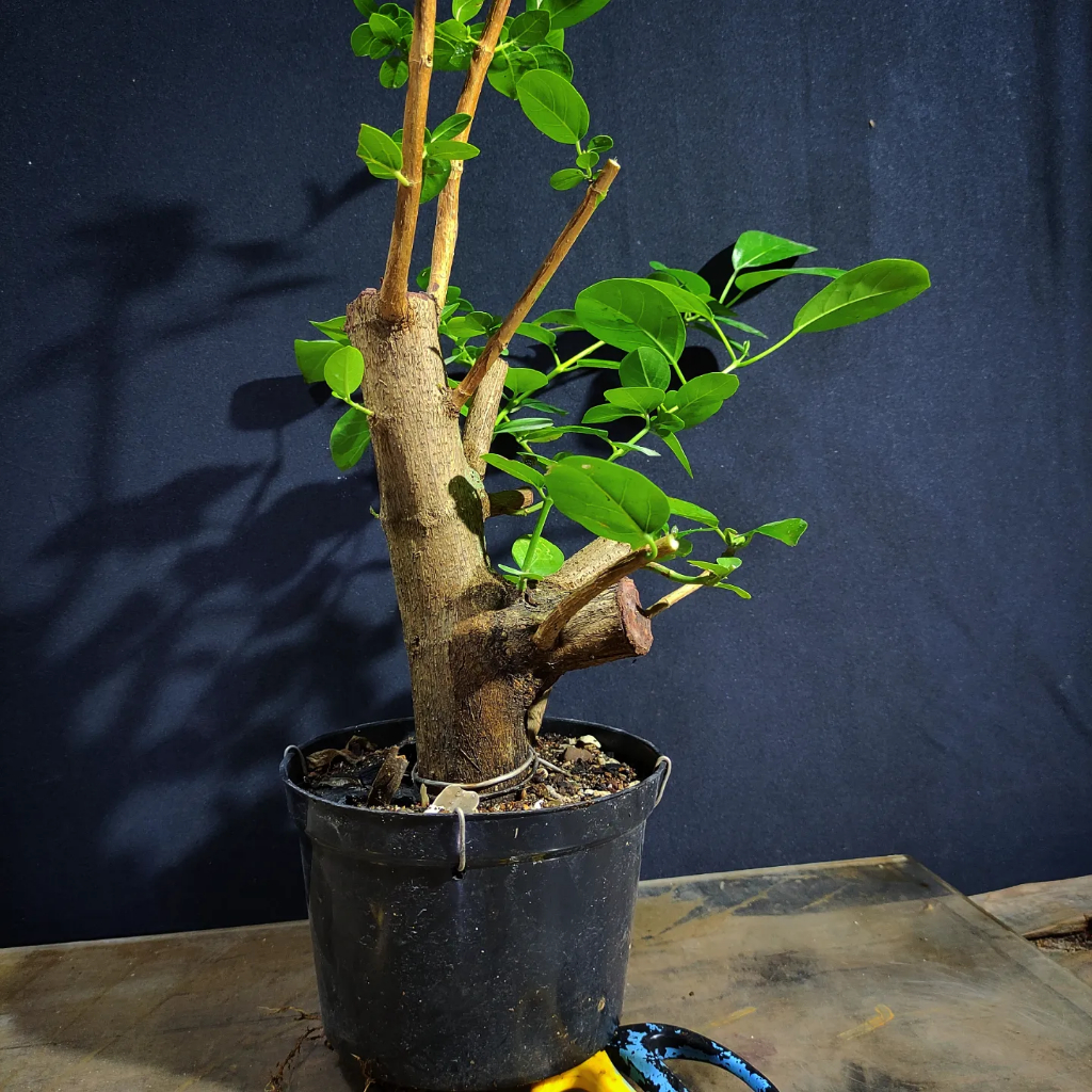 Cangkok Bahan Bonsai Sancang Progam Prospek