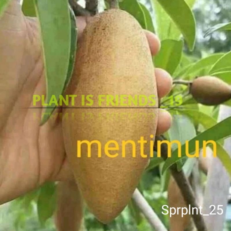 BIBIT SAWO MENTIMUN OKULASI TANAMAN SAWO TIMUN