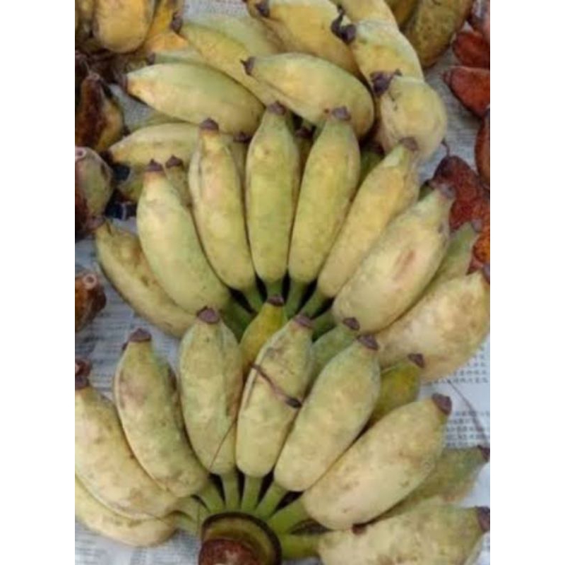 

pisang rojo Bandung / pelita/ tonto 1sisir