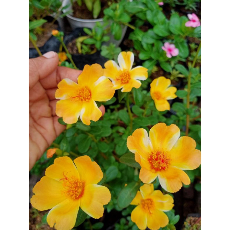 KROKOT IMPORT DUNA GOLD S RAUB/IMPORT MALAISYA/STEK BUNGA KROKOT/BUNGA PUKUL SEMBILAN