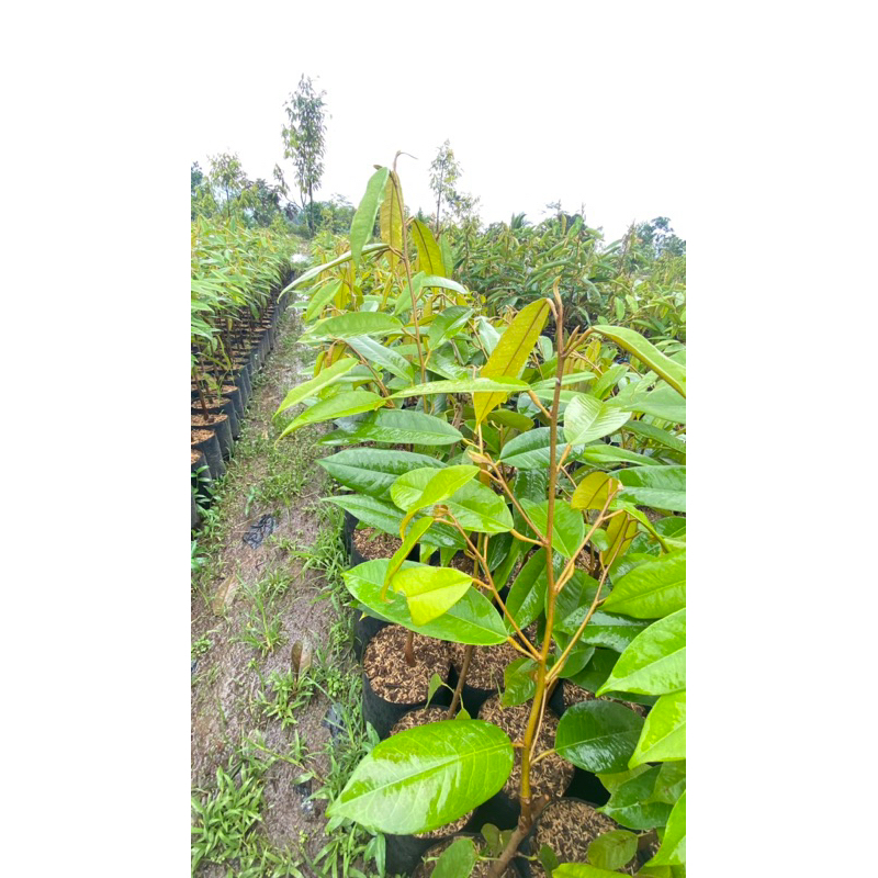 bibit durian duri hitam