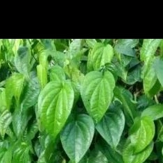 

daun sirih500gr