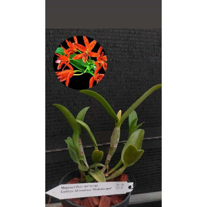 anggrek Cattleya afurantiaca Mishima spot dewasa spike+pot anggrek catleya bunga orange bintik Nimin