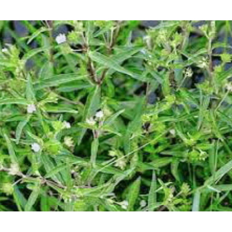 

urang aring organik/samsul herbal 100g segar
