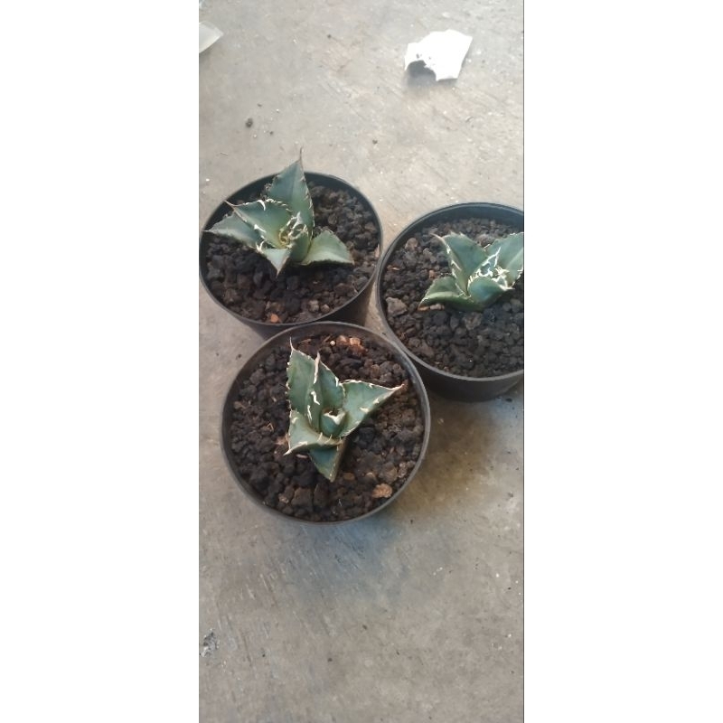 agave titanota barakuda