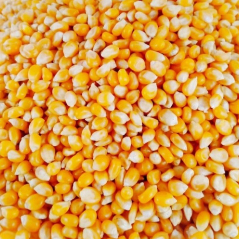 

ORIGINAL Biji Jagung Popcorn Premium 1kg Pop Corn Kernel