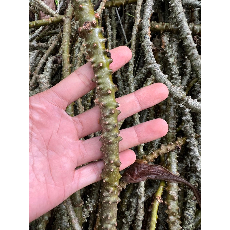 

Brotowali Bratawali Batrawali atau akar aliali (Tinospora Crispa L.)