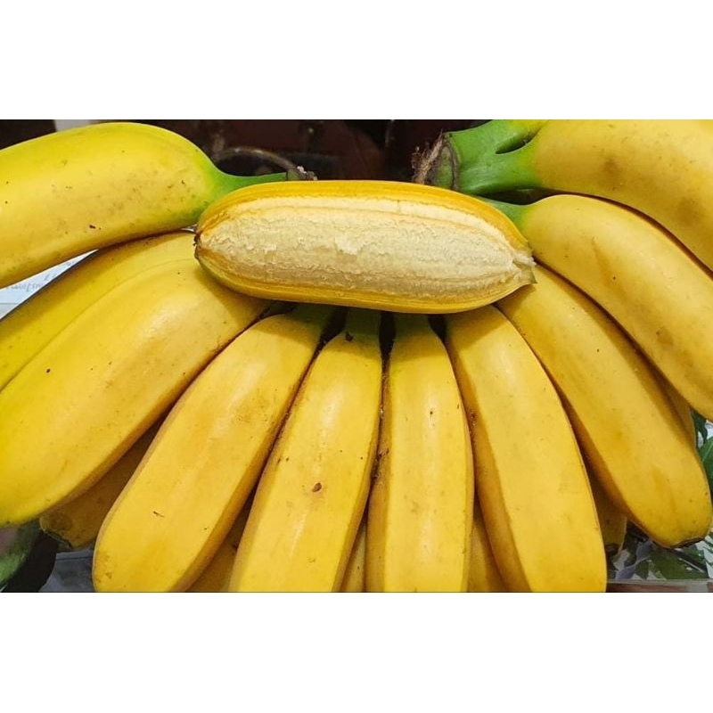 PISANG KEPOK PAPUA