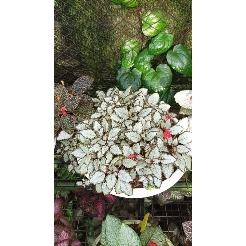 Episcia Silver Skies (bunga merah)