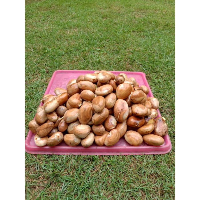 

biji nangka segar 1 kg