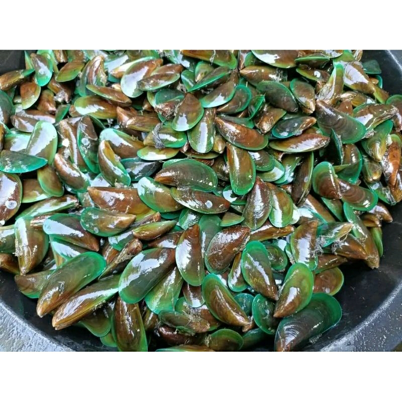 

Kerang Hijau Segar ukuran 1 Kg