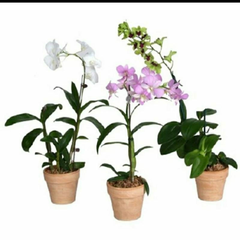 PROMO ANGGREK DENDROBIUM SUDAH SPIKE/KENOP ANGGREK DENDROBIUM DEWASA SUDAH SIAP BERBUNGA
